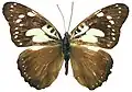 P. imerina imerina