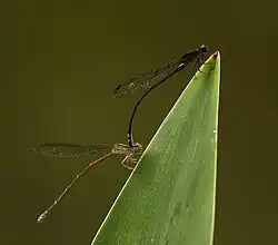 Pair in tandem