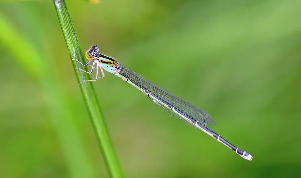 Female