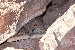 A false antechinus poking its head out from under a rock formation