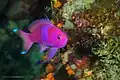 Male Pseudanthias pleurotaenia at Wakatobi National Park Indonesia, 2017