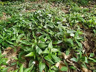 Forming a groundcover at Cairns Railway Station, Queensland, December 2020