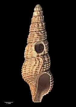 Pseudexomilus caelatus