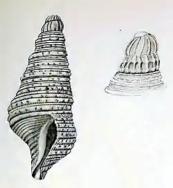 Pseudexomilus costicapitata