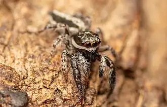 male P dentatus