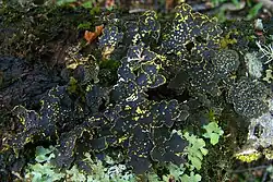 Pseudocyphellaria granulata growing in Parque Etnobotanico Omora on Isla Navarino, Chile. This species has brilliant yellow soralia.
