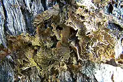 A species of Pseudocyphellaria growing in the Patagonian Andes near Bariloche, Argentina. This species has brilliant yellow soralia.