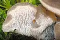 Pseudohydnum gelatinosum (incertae sedis)