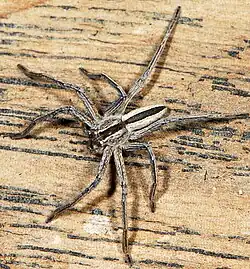 Female P. longipes