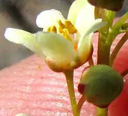 Pseudosmodingium andrieuxii flower from side