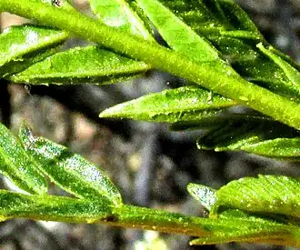 Pseudosmodingium andrieuxii close-up of resiny leaflets