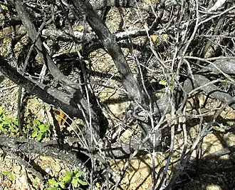 Pseudosmodingium andrieuxii much branched woody base