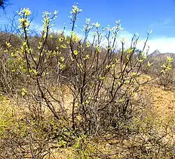 Pseudosmodingium andrieuxii plant issuing flowers and leaves
