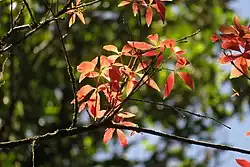 Many small orange and red leaves with serrated edges, backlit by the sun