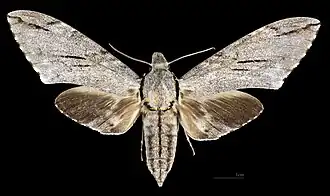 Psilogramma increta ♀