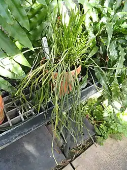 Psilotum complanatum plant
