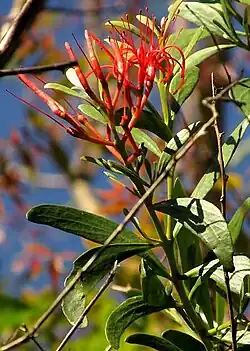Psittacanthus mayanus flowering branch