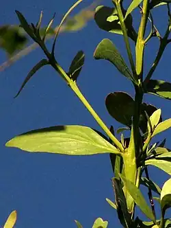 Psittacanthus mayanus leaves and quadrangular stems