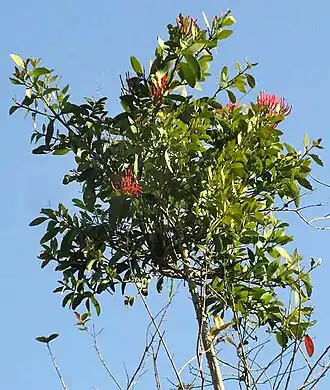 Psittacanthus mayanus parasitizing a Crepe Myrtle