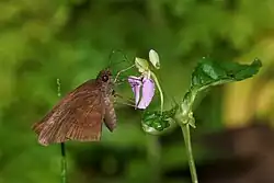 On flower
