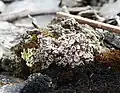 Psora decipiens, a squamulose lichen