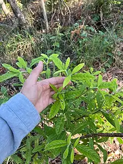 Habit