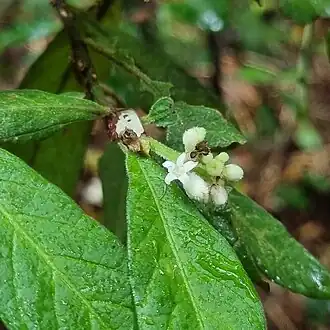 Inflorescence