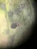 A Ptenothrix maculosa "grape" found in Moclips, Washington