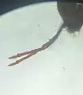 Ptenothrix maculosa antennae under a microscope
