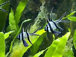 In the aquarium