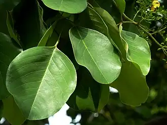 rounded leaflets