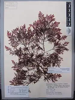 Herbarium sheet with Pterocladia lucida specimen
