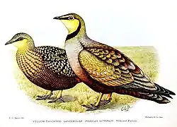 Illustration from Horsbrugh, Boyd (1912)