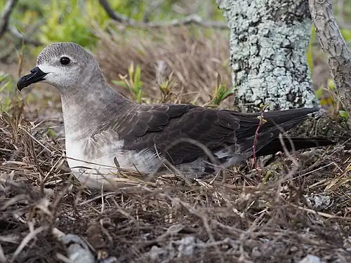 In nest