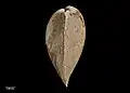 Side view of holotype