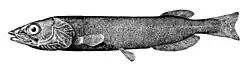 Pterothrissus gissu