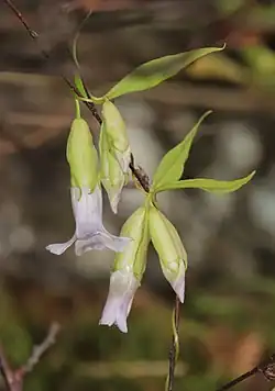 Pterygocalyx volubilis