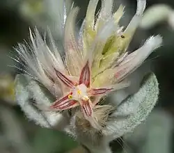 Ptilotus eriotrichus (Gaudich.) F.Muell.