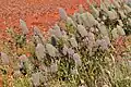 Ptilotus nobilis (Lindl.) F.Muell