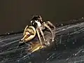 P. weyersi from Thailand