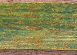 Puccinia recondita f.sp. tritici on Triticum aestivum