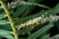 Pucciniastrum epilobii basidiomycete fungus infecting needle leaves of Abies alba