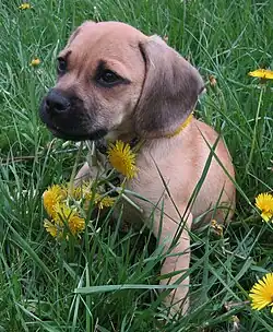 Image 35Puggle puppy (from Puppy)