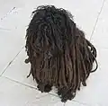 Puli (smaller) sheepdog