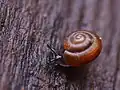 Punctum pygmaeum