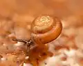 Punctum randolphii