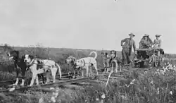 Image 55Cart dogs, c. 1900; different in appearance but doing the same work (from Dog type)