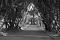 Pōhutukawa tree canopy above an avenue in the cemetery