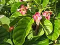 Pūriri may bear flowers throughout the year