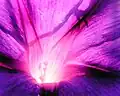Purple I. purpurea close-up